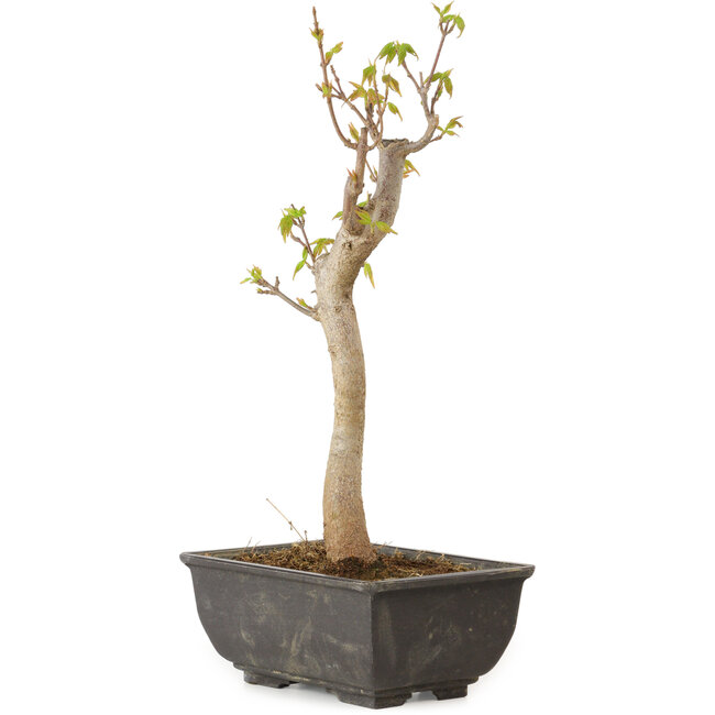 Acer buergerianum, 27 cm, ± 8 jaar oud