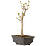 Acer buergerianum, 27 cm, ± 8 jaar oud