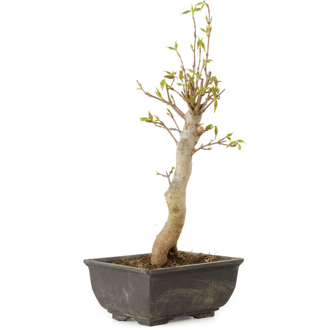 Acer buergerianum, 27 cm, ± 8 jaar oud
