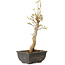 Acer buergerianum, 27 cm, ± 8 jaar oud