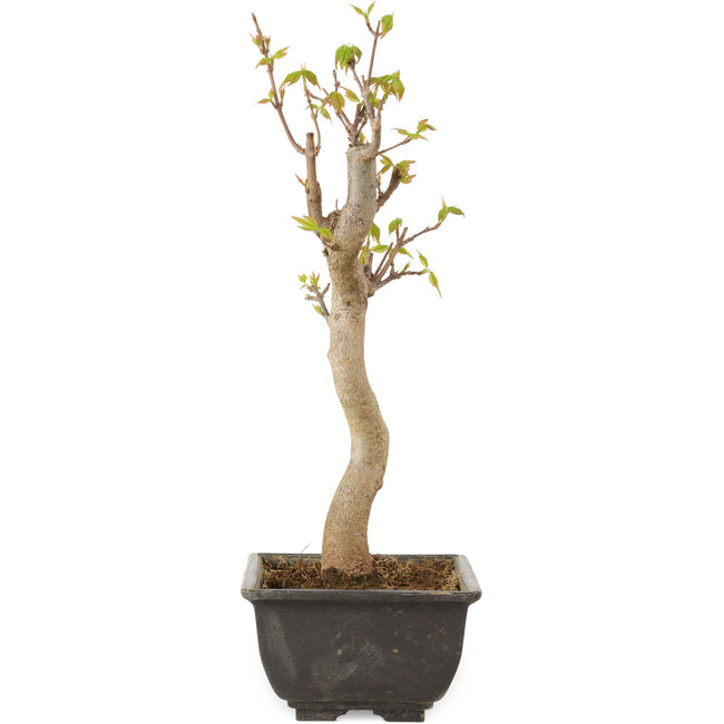 Acer buergerianum, 27 cm, ± 8 años