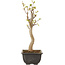 Acer buergerianum, 27 cm, ± 8 jaar oud