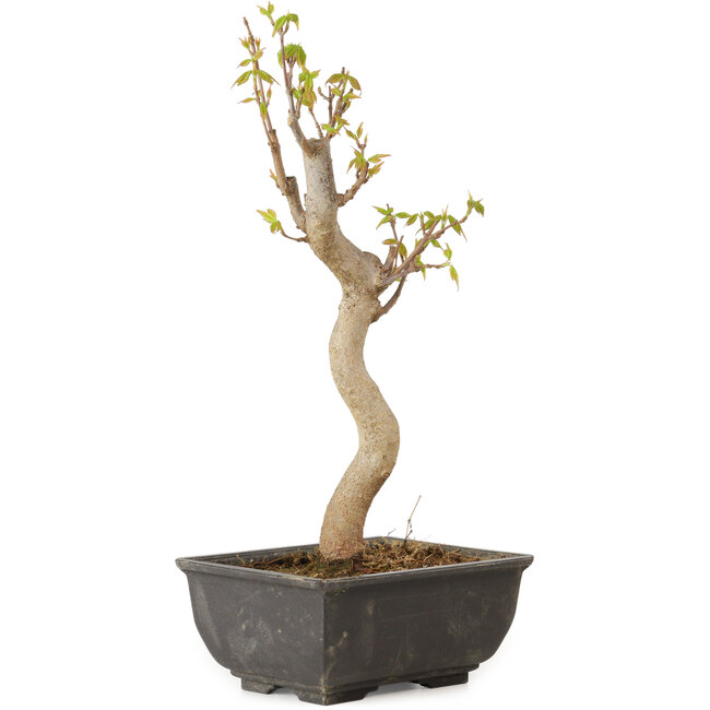 Acer buergerianum, 27 cm, ± 8 jaar oud