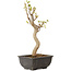 Acer buergerianum, 27 cm, ± 8 jaar oud