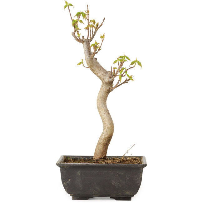 Acer buergerianum, 27 cm, ± 8 jaar oud