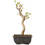 Acer buergerianum, 27 cm, ± 8 anni