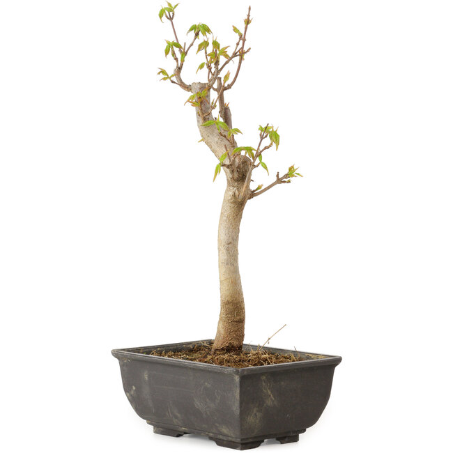 Acer buergerianum, 27 cm, ± 8 jaar oud