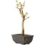 Acer buergerianum, 27 cm, ± 8 jaar oud