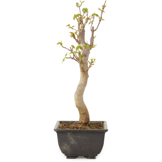 Acer buergerianum, 27 cm, ± 8 jaar oud