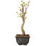 Acer buergerianum, 27 cm, ± 8 jaar oud