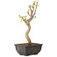 Acer buergerianum, 27 cm, ± 8 jaar oud