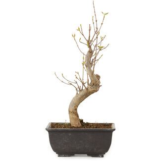 Acer buergerianum, 27 cm, ± 8 anni