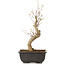 Acer buergerianum, 27 cm, ± 8 jaar oud