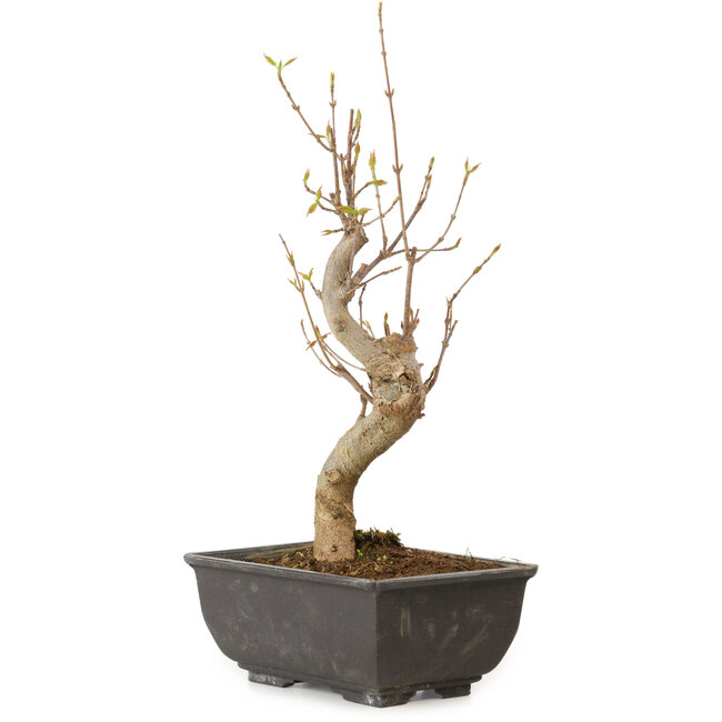 Acer buergerianum, 27 cm, ± 8 jaar oud