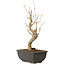 Acer buergerianum, 27 cm, ± 8 jaar oud