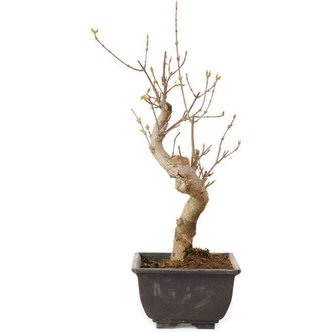 Acer buergerianum, 27 cm, ± 8 jaar oud