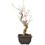 Acer buergerianum, 27 cm, ± 8 jaar oud