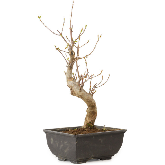 Acer buergerianum, 27 cm, ± 8 jaar oud