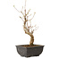 Acer buergerianum, 27 cm, ± 8 jaar oud