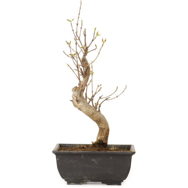 Acer buergerianum, 27 cm, ± 8 jaar oud