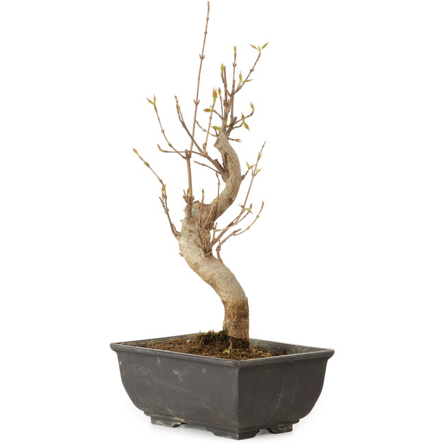 Acer buergerianum, 27 cm, ± 8 jaar oud
