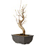 Acer buergerianum, 27 cm, ± 8 jaar oud