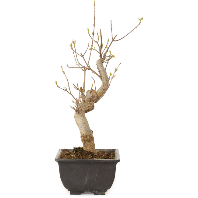 Acer buergerianum, 27 cm, ± 8 jaar oud