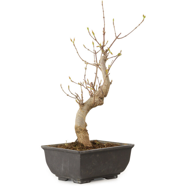 Acer buergerianum, 27 cm, ± 8 jaar oud