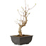 Acer buergerianum, 27 cm, ± 8 jaar oud