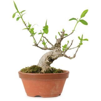 Euonymus sieboldianus, 10 cm, ± 15 years old