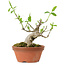 Euonymus sieboldianus, 10 cm, ± 15 años de edad, con un nebari de 4 cm.