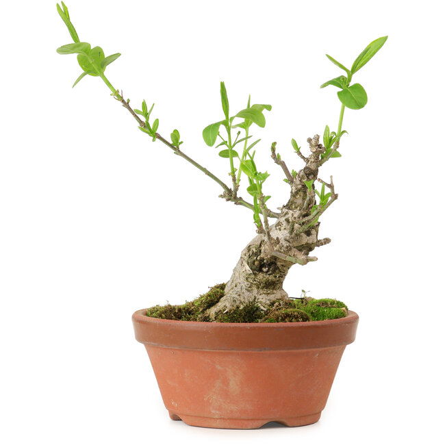 Euonymus sieboldianus, 10 cm, ± 15 jaar oud, met een nebari van 4 cm