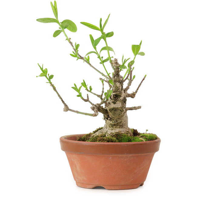 Euonymus sieboldianus, 10 cm, ± 15 anni, con un nebari di 4 cm