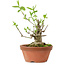 Euonymus sieboldianus, 10 cm, ± 15 años de edad, con un nebari de 4 cm.