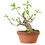 Euonymus sieboldianus, 10 cm, ± 15 años de edad, con un nebari de 4 cm.