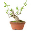 Euonymus sieboldianus, 10 cm, ± 15 años de edad, con un nebari de 4 cm.
