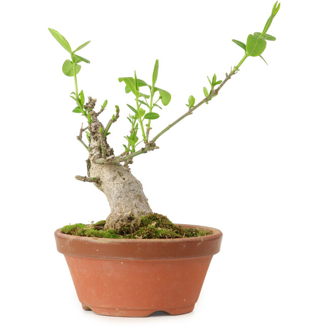 Euonymus sieboldianus, 10 cm, ± 15 años de edad, con un nebari de 4 cm.