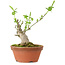 Euonymus sieboldianus, 10 cm, ± 15 anni, con un nebari di 4 cm