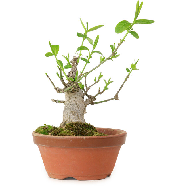 Euonymus sieboldianus, 10 cm, ± 15 años de edad, con un nebari de 4 cm.