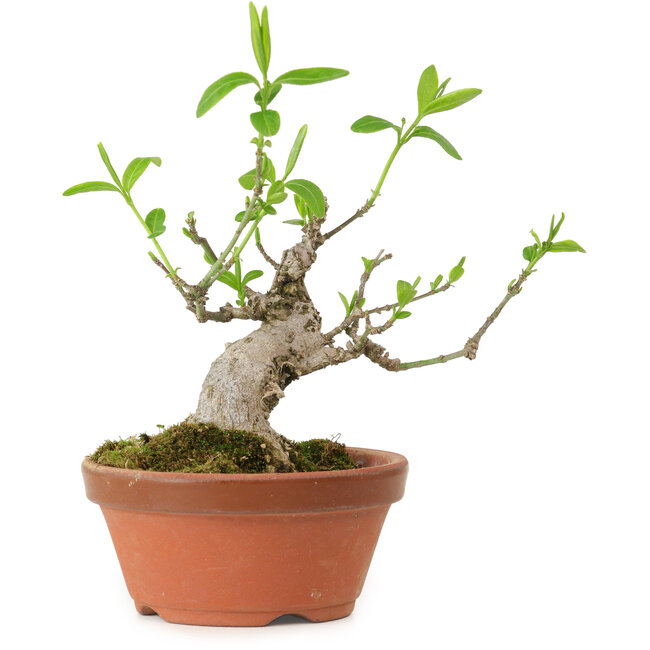 Euonymus sieboldianus, 10 cm, ± 15 años de edad, con un nebari de 4 cm.