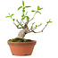 Euonymus sieboldianus, 10 cm, ± 15 años de edad, con un nebari de 4 cm.