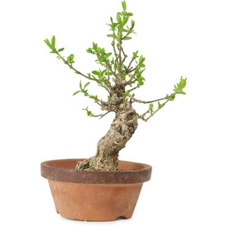 Euonymus sieboldianus, 20 cm, ± 15 jaar oud