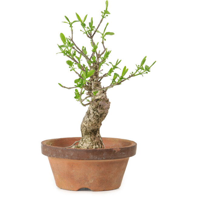 Euonymus sieboldianus, 20 cm, ± 15 jaar oud, met een nebari van 4 cm