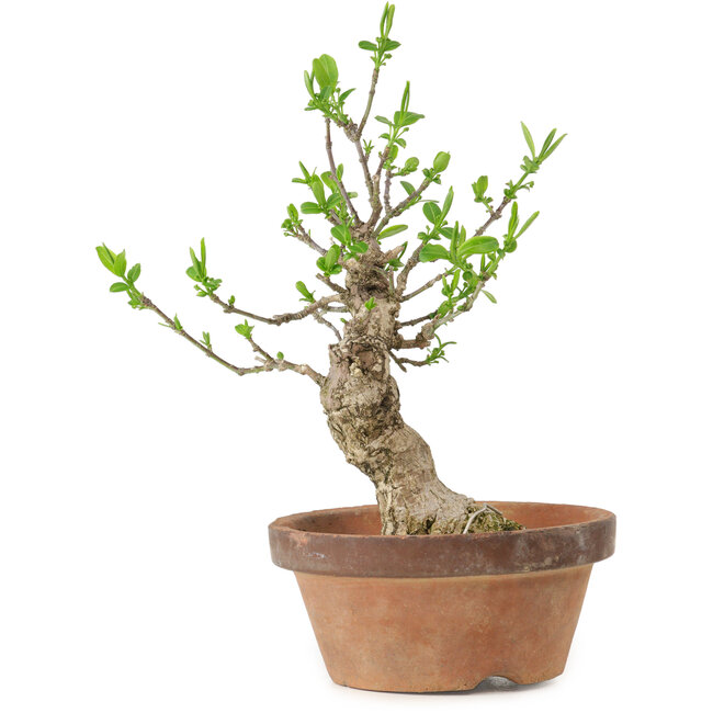 Euonymus sieboldianus, 20 cm, ± 15 ans, avec un nebari de 4 cm