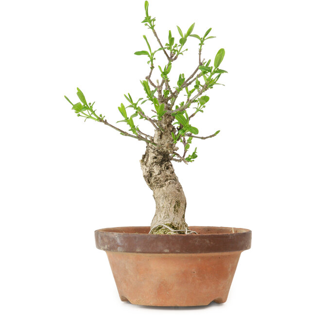 Euonymus sieboldianus, 20 cm, ± 15 ans, avec un nebari de 4 cm