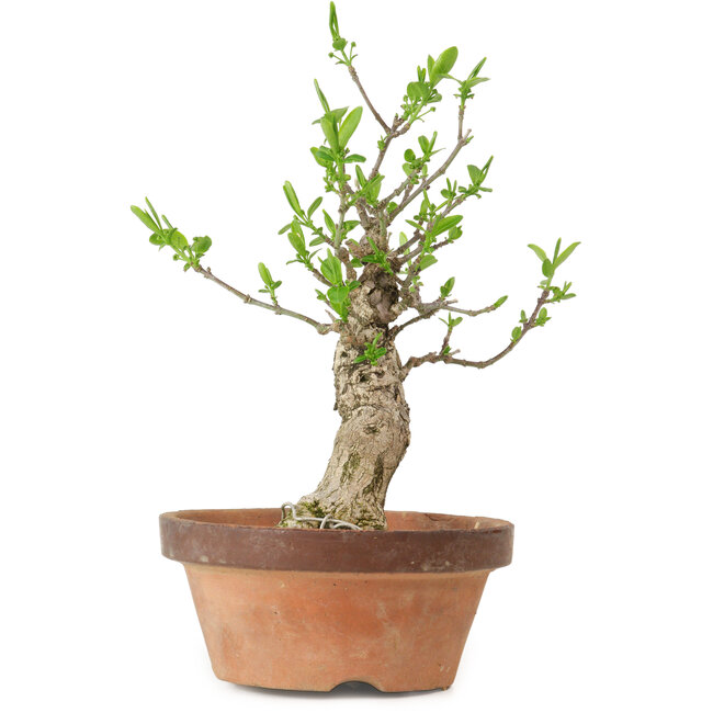 Euonymus sieboldianus, 20 cm, ± 15 jaar oud, met een nebari van 4 cm