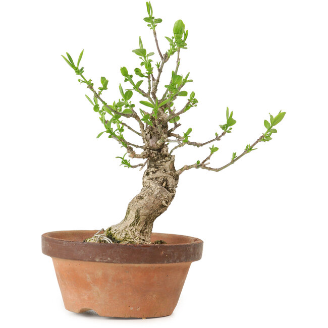 Euonymus sieboldianus, 20 cm, ± 15 jaar oud, met een nebari van 4 cm