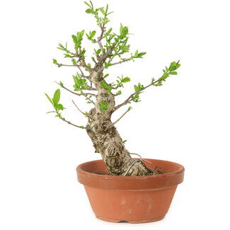 Euonymus sieboldianus, 21 cm, ± 15 años de edad