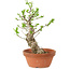 Euonymus sieboldianus, 21 cm, ± 15 años de edad, con un nebari de 4 cm.