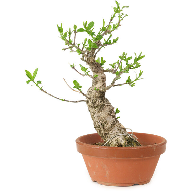 Euonymus sieboldianus, 21 cm, ± 15 años de edad, con un nebari de 4 cm.